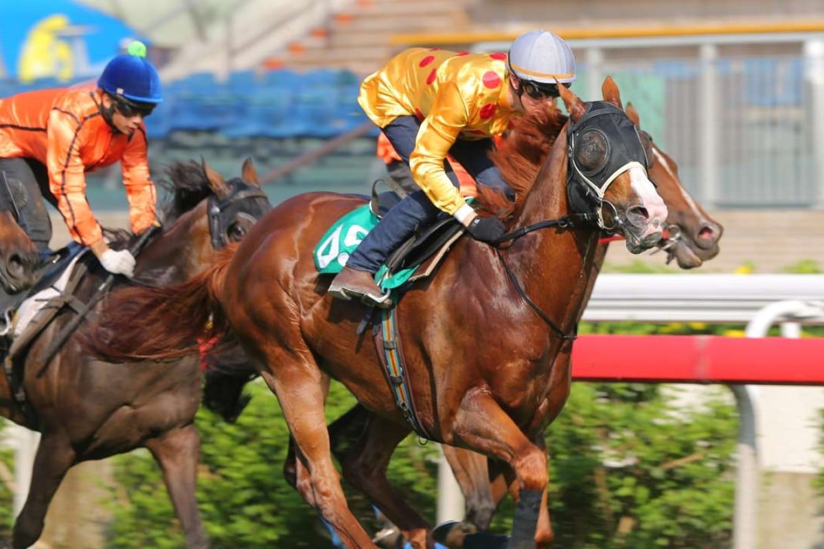 Gold–Fun is being readied for an assault on Royal Ascot later this month. Photos: Kenneth Chan
