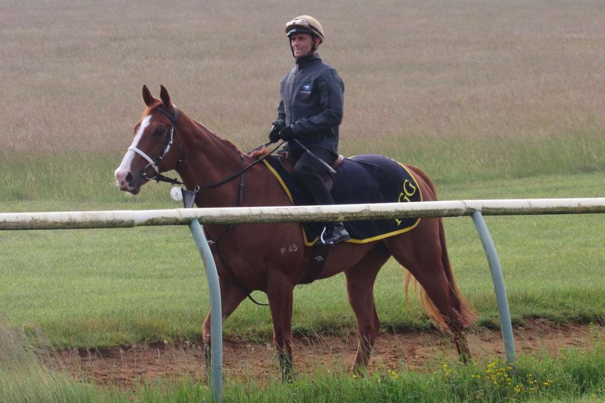 Hong Kong sprinter Gold-Fun, trained by Richard Gibson, prepares at Newmarket for his tilt at the Diamond Jubilee Stakes at Royal Ascot. Photo: HKJC
