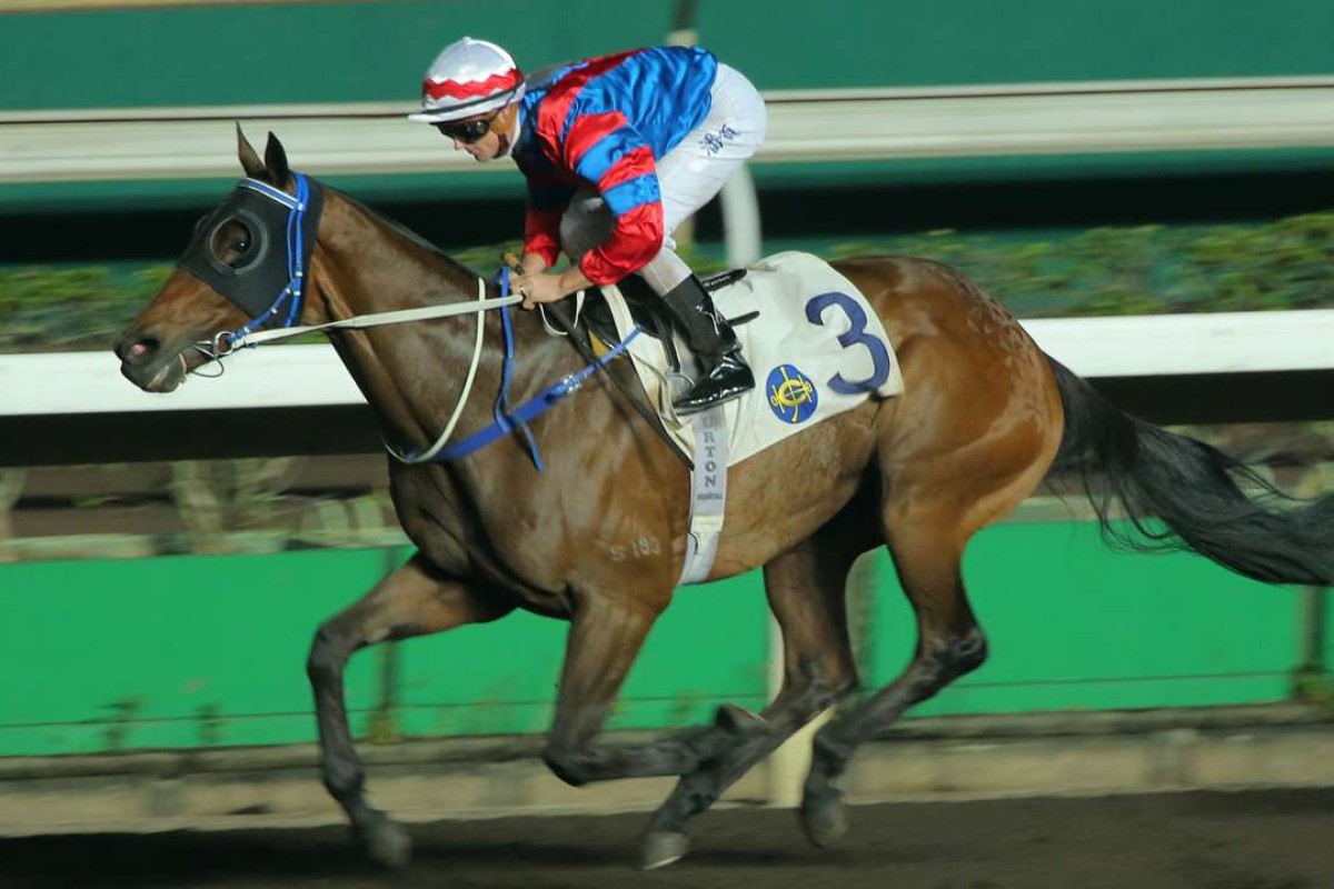 A barrier trial will determine if Gun Pit makes his way to the USA for the Breeders’ Cup meeting. Photos: Kenneth Chan