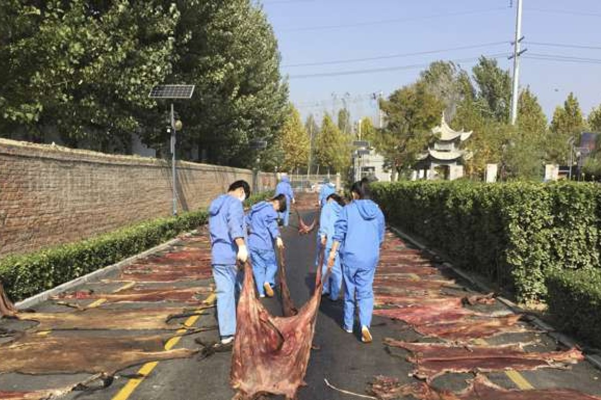 Workers lay the skins of freshly killed donkeys out to dry in Dong'e, northeast China, where they will later be boiled to produce gelatin sold as a health and beauty tonic. Photo: George Knowles