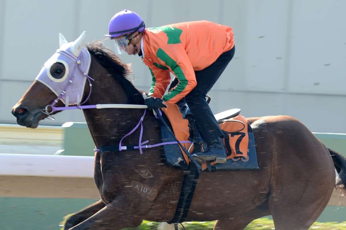 Paddington strides out in a barrier trial. Photos: Kenneth Chan