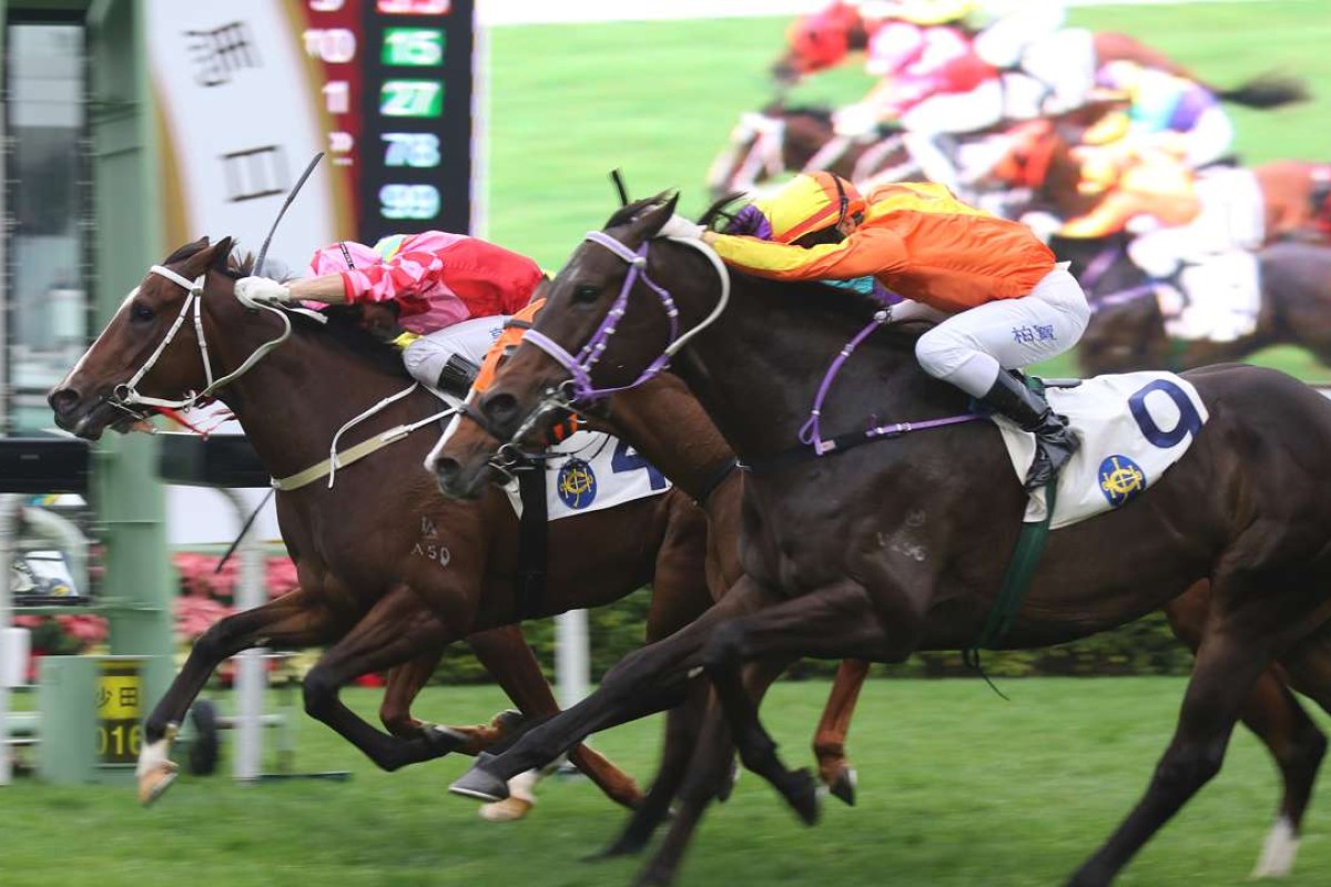 Everest is just edged out by Regency Bo Bo back in December, the four-year-old now returns to the Valley and steps up to 1,650m. Photos: Kenneth Chan