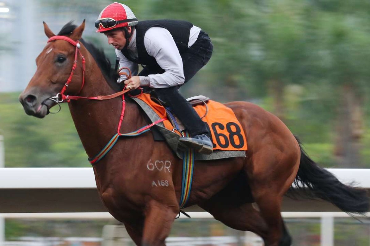 Nash Rawiller gallops Chung Wah Spirit on Sha Tin’s all-weather track on Friday morning. Photos: Kenneth Chan