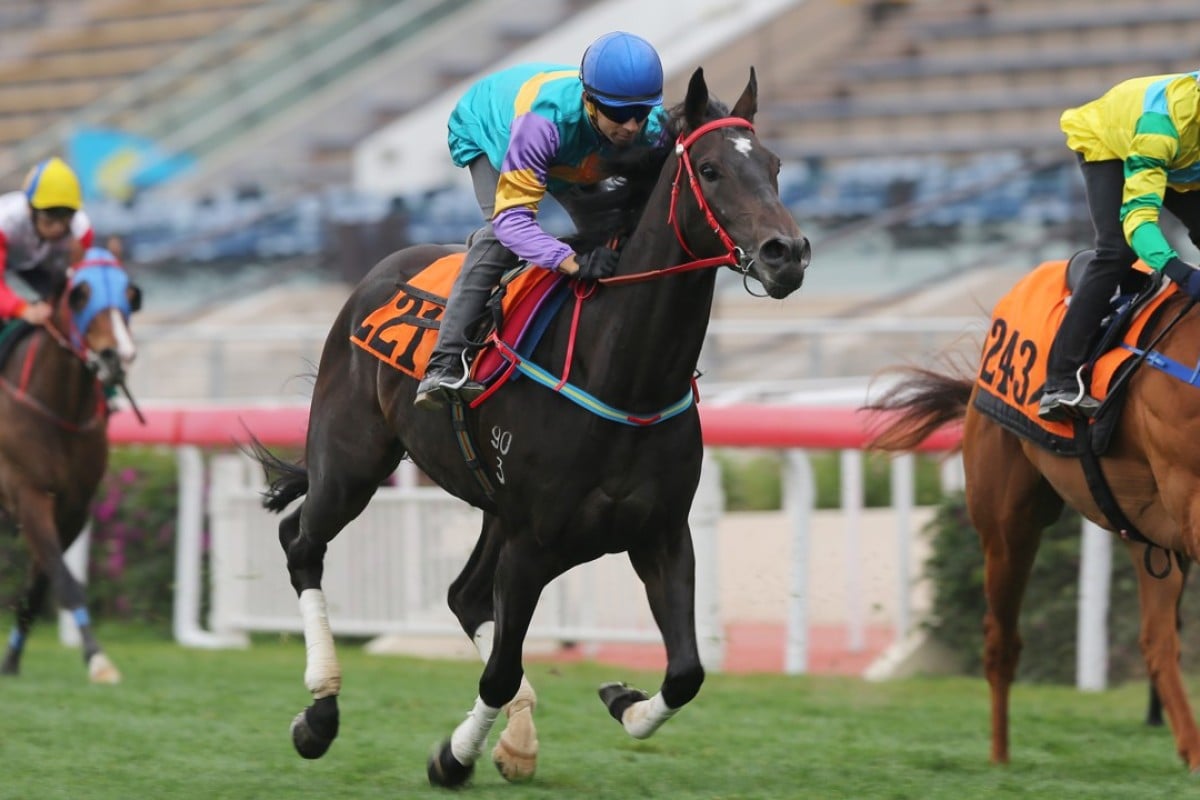 Zero Hedge cruises through a trial, one of six in preparation for his debut run on Sunday. Photos: Kenneth Chan.