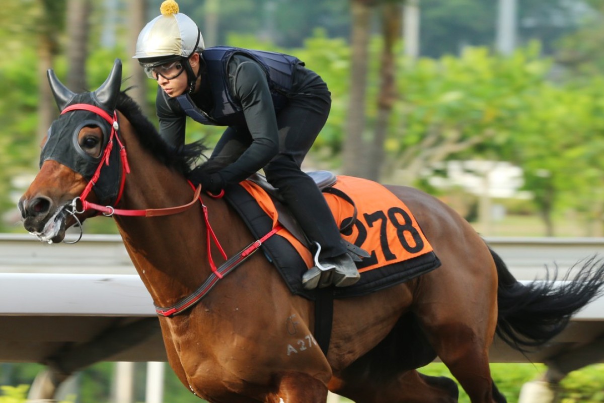 Ever Laugh gallops on the all-weather track last week. Photos: Kenneth Chan