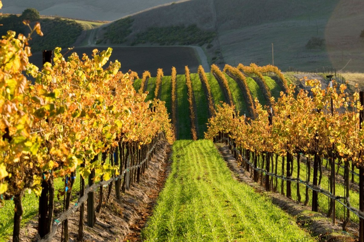 Three Californian wines that exemplify New World innovation Post