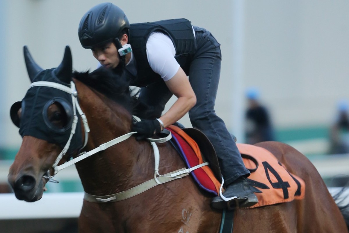 Circuit Hassler gallops at trackwork. Photo: Kenneth Chan