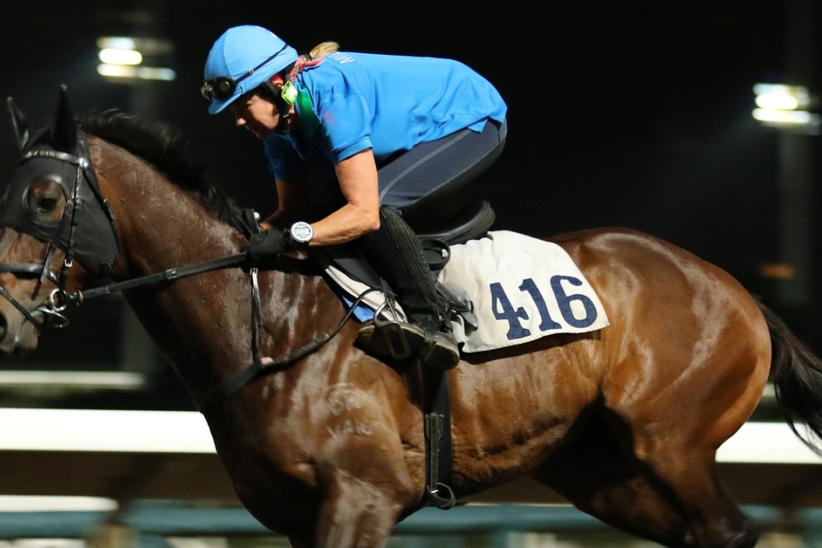 Sichuan Boss gallops at Sha Tin on Monday morning. Photos: Kenneth Chan