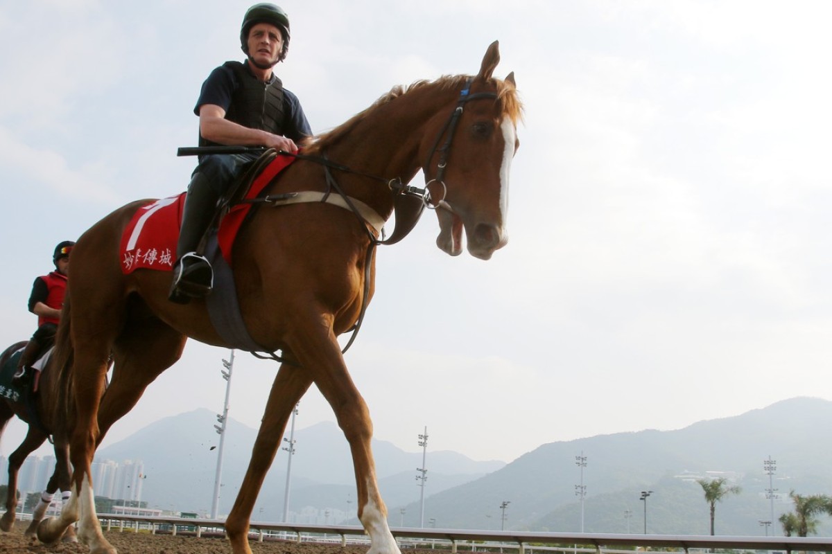 Hong Kong Cup runner Robin Of Navan going back to his stable after gallop on the all-weather track at Sha Tin. Photos: Kenneth Chan