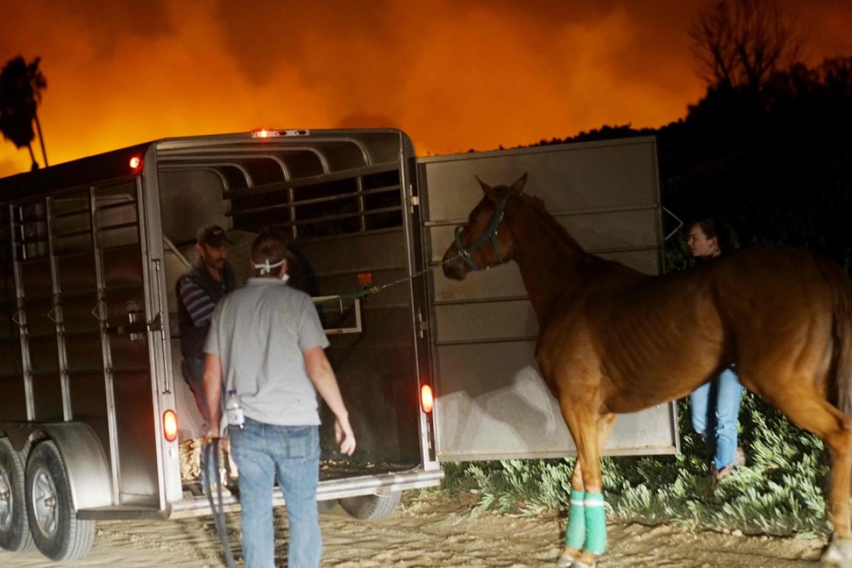 Volunteers rescue horses at a stable during the fires in California. Photo: AFP