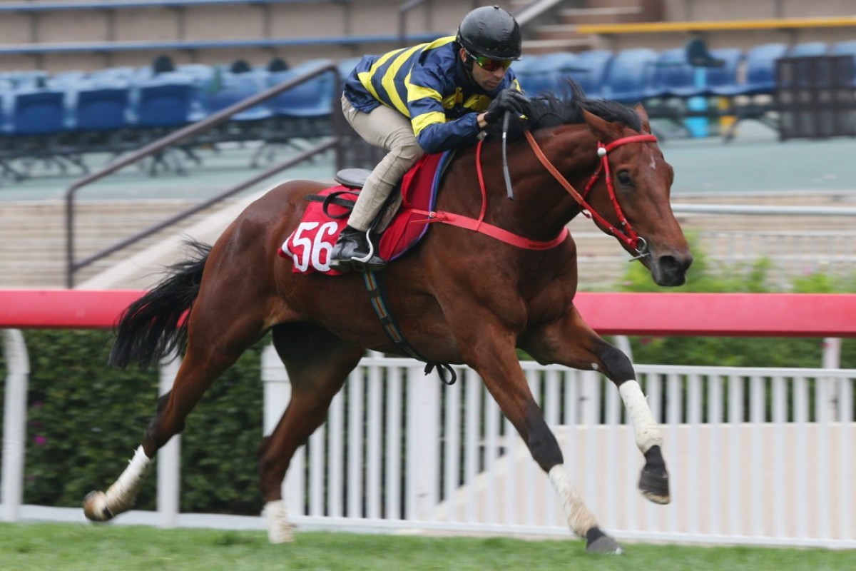 Joao Moreira rides Insayshable in a barrier trial at Sha Tin. Photo: Kenneth Chan