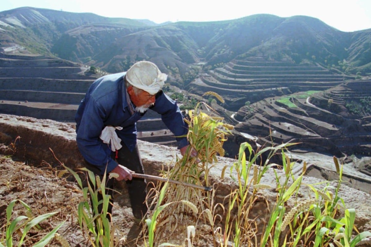 Why affluent Chinese are mad for millet, and the ancient grain’s long