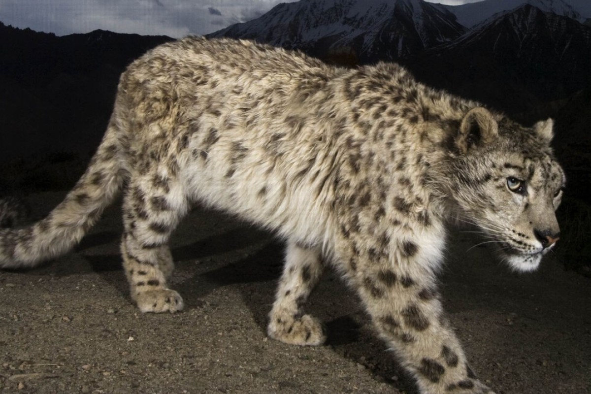 Snow leopards: playing hide and seek with Himalaya’s living ghosts at ... Biology Diagrams