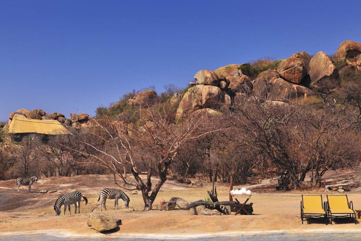 Zebras graze near the water in a quiet and undisturbed environment. Photos: David De Vleeschauwer