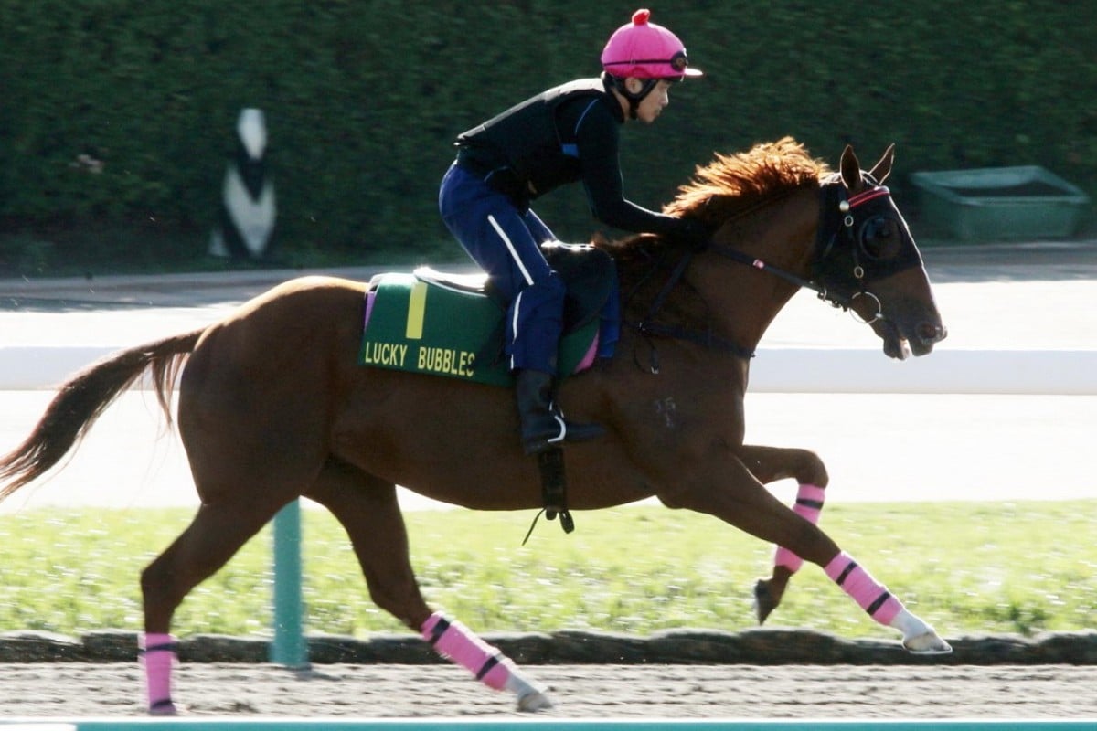 Lucky Bubbles gallops on the dirt track at Nakayama Racecourse in Japan ahead of the Sprinters Stakes. Photos: Kenneth Chan