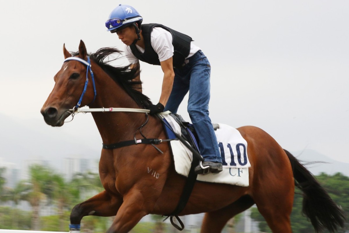 Joyful Trinity trots on the Sha Tin all-weather track. Photos: Kenneth Chan