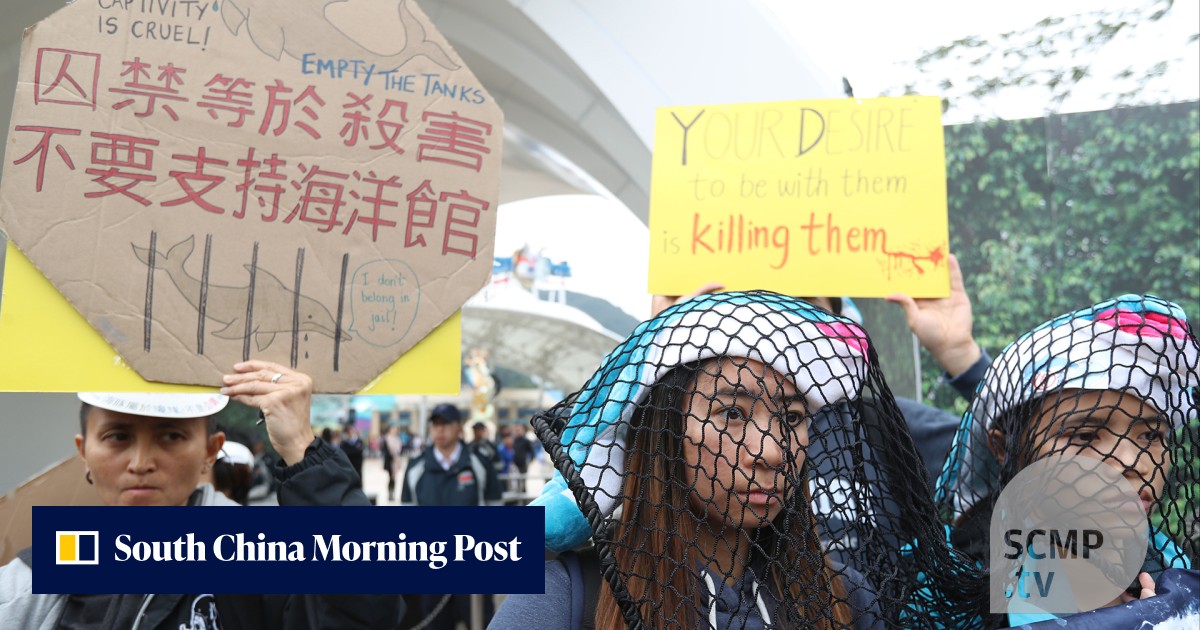 Opening of MTR’s South Island Line marred by animal welfare protest ...