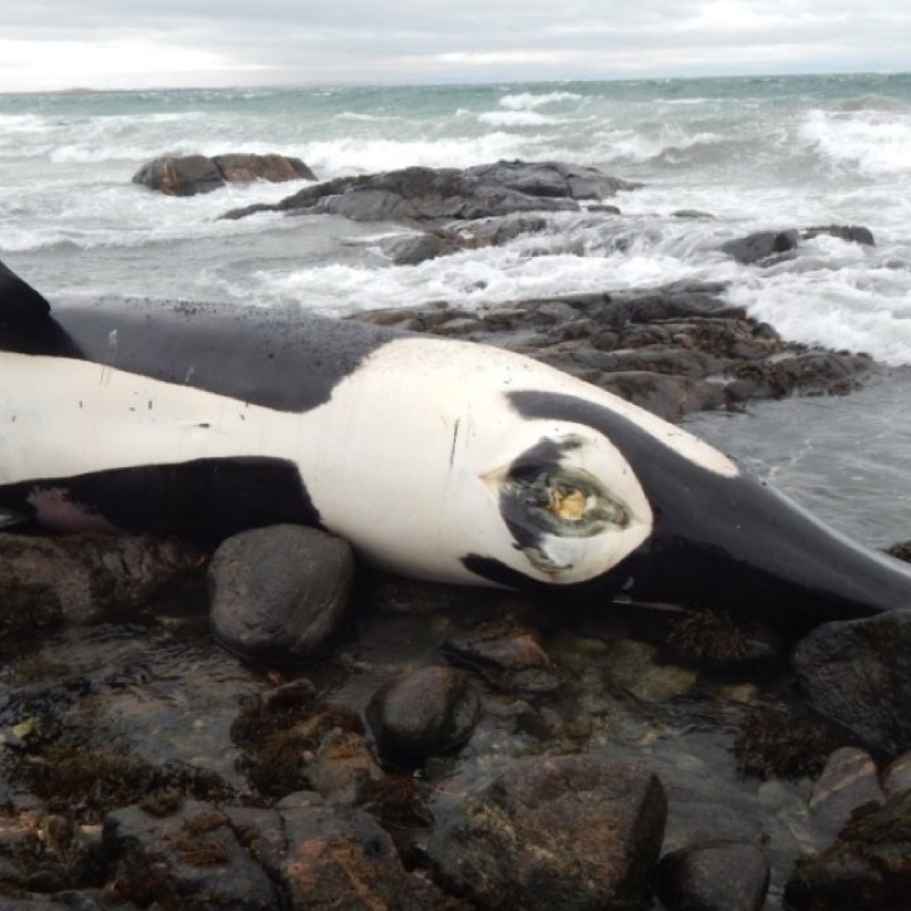 The World S Most Toxic Whale Orca Lulu Contaminated With