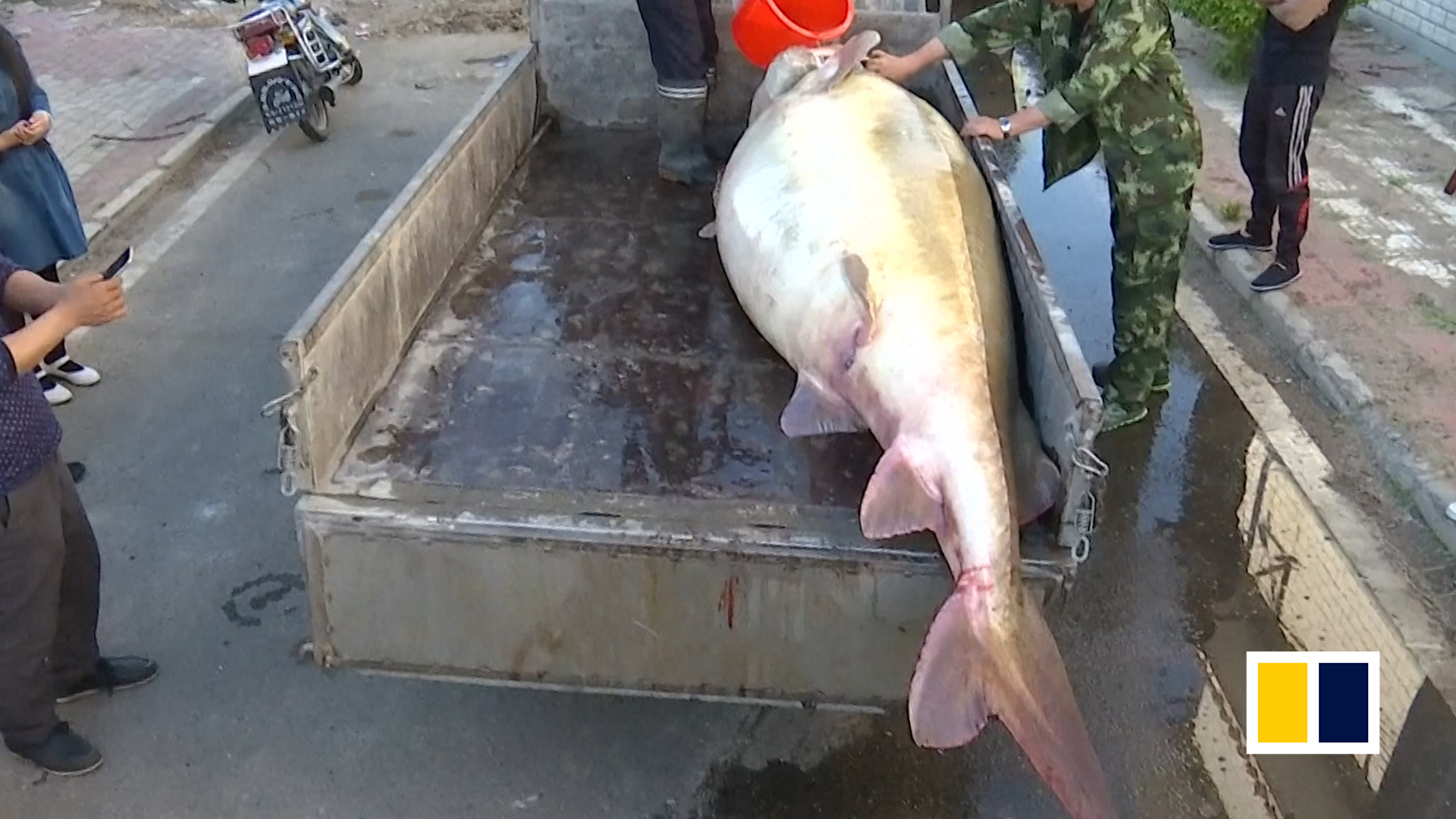 A Lake in Henan Is Drained to Catch an At-Large 'Monster' Fish